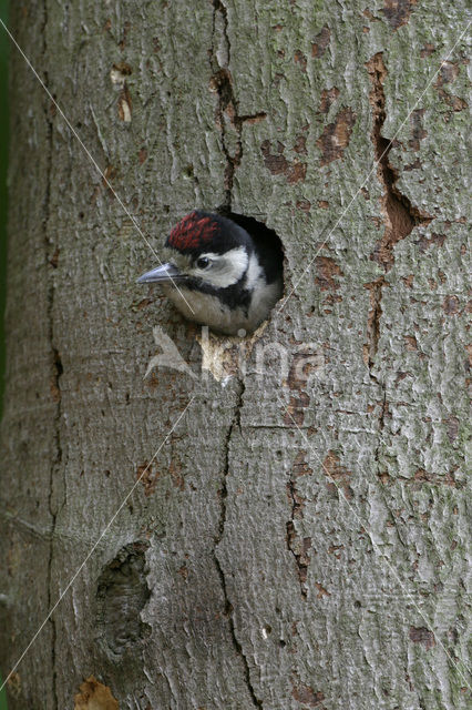 Grote Bonte Specht (Dendrocopos major)