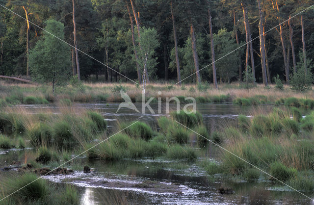 Grove den (Pinus sylvestris)