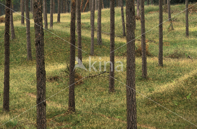 Grove den (Pinus sylvestris)