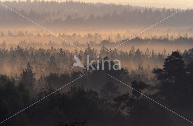 Grove den (Pinus sylvestris)