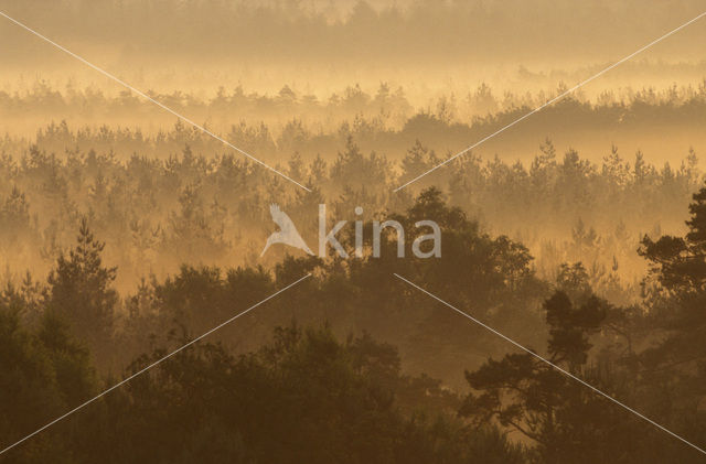 Grove den (Pinus sylvestris)