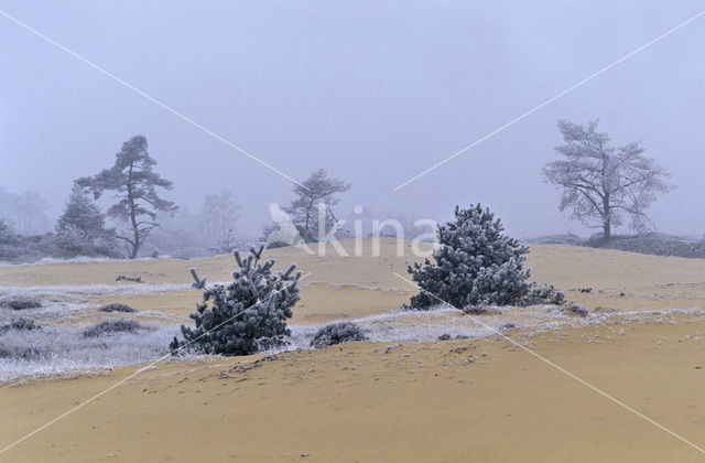 Grove den (Pinus sylvestris)