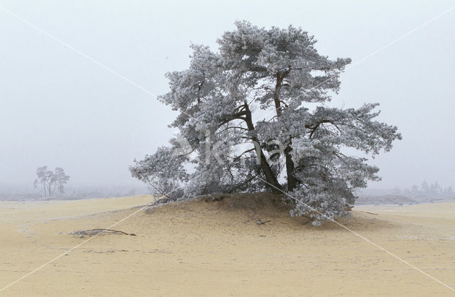 Grove den (Pinus sylvestris)