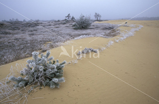 Grove den (Pinus sylvestris)