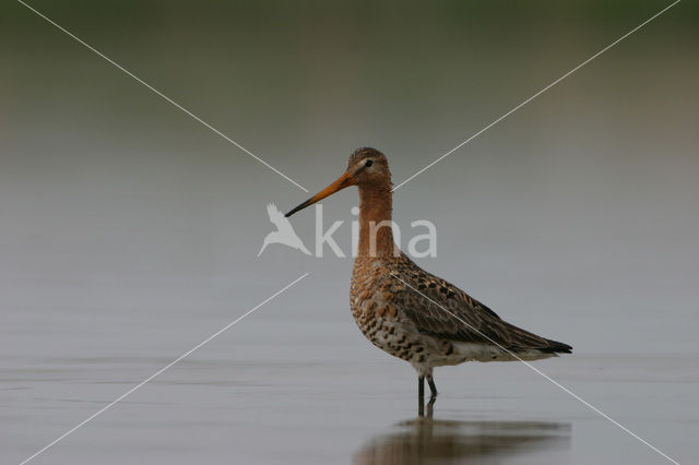 Grutto (Limosa limosa)