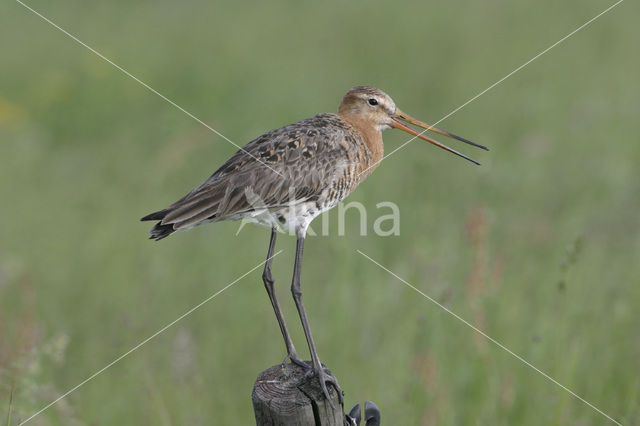 Grutto (Limosa limosa)