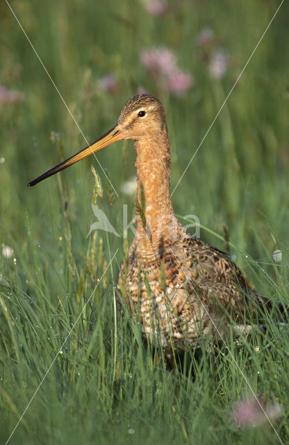 Grutto (Limosa limosa)