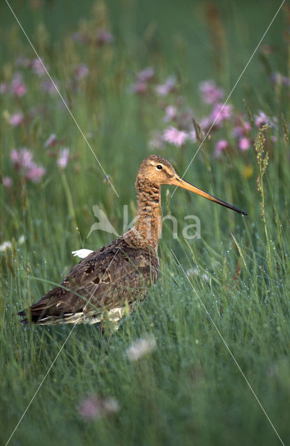 Grutto (Limosa limosa)