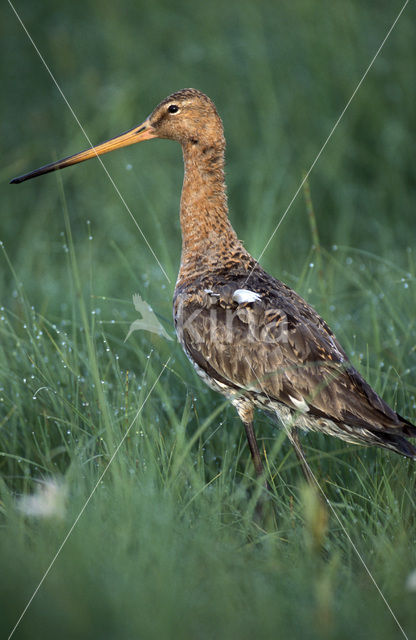 Grutto (Limosa limosa)