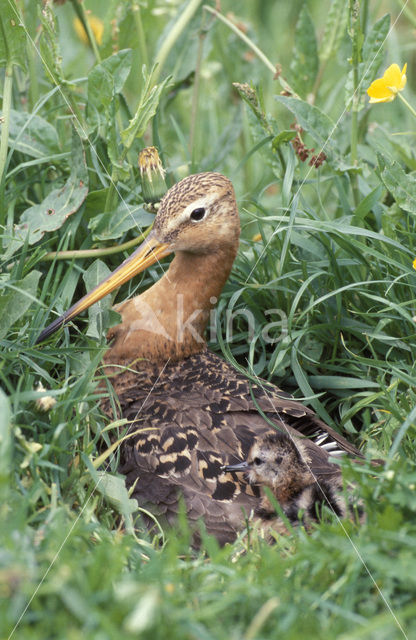 Grutto (Limosa limosa)