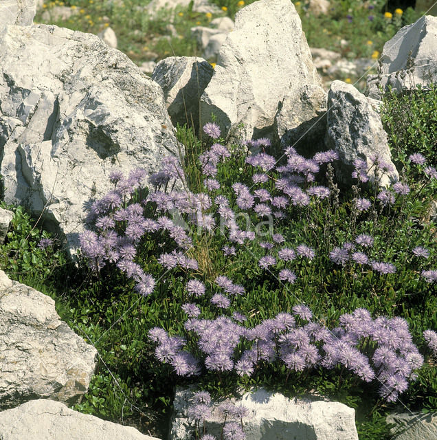 Hartbladige kogelbloem (Globularia cordifolia)