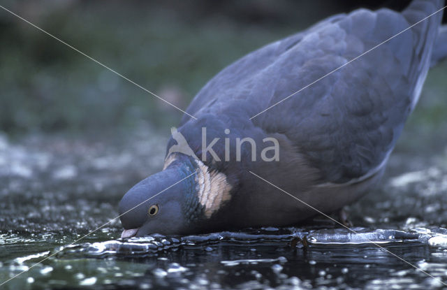 Houtduif (Columba palumbus)