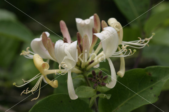 Kamperfoelie (Lonicera)