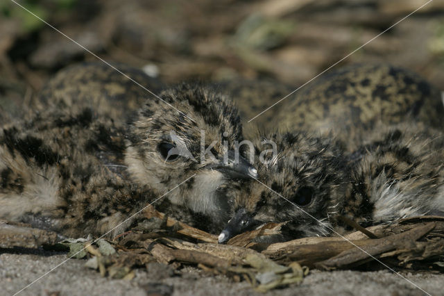 Kievit (Vanellus vanellus)