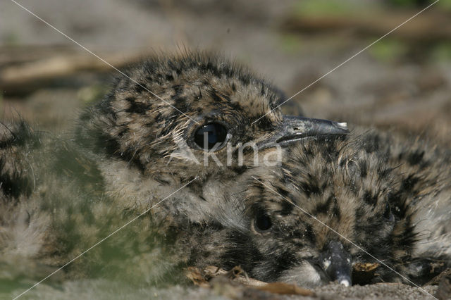 Kievit (Vanellus vanellus)