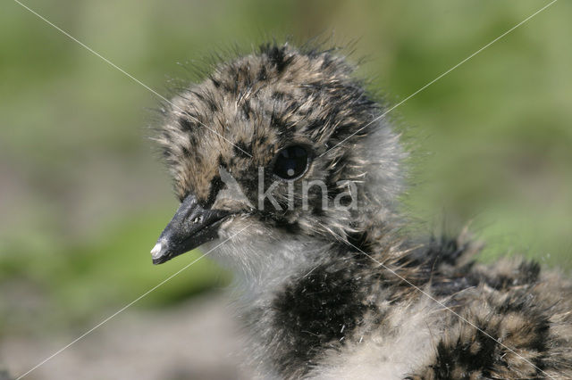 Kievit (Vanellus vanellus)