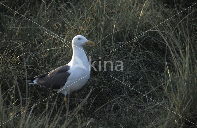 Kleine Mantelmeeuw (Larus fuscus)