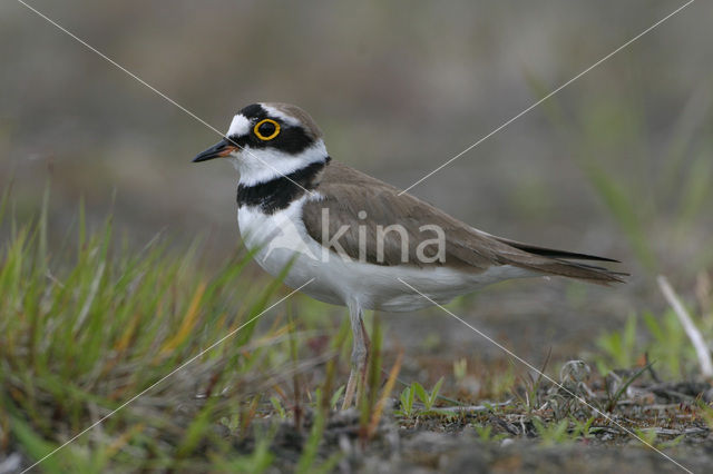 Kleine Plevier (Charadrius dubius)