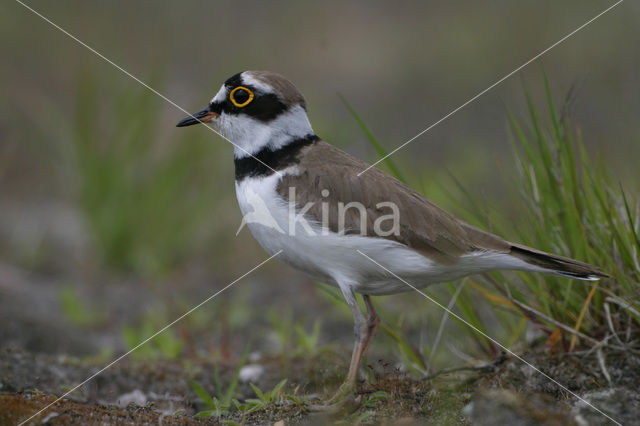 Kleine Plevier (Charadrius dubius)