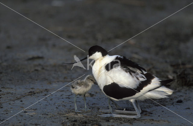 Pied Avocet (Recurvirostra avosetta)