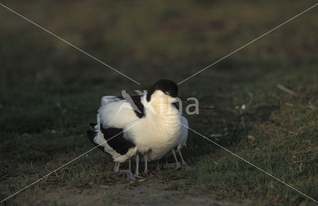 Pied Avocet (Recurvirostra avosetta)