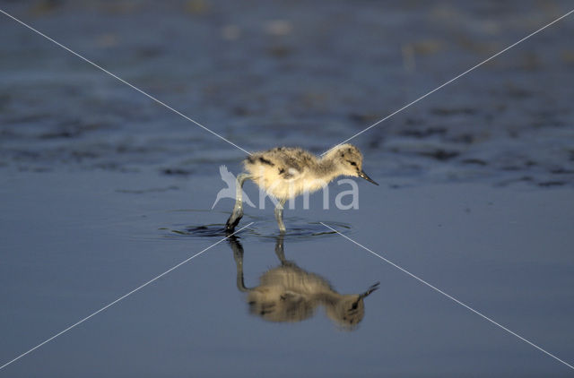 Pied Avocet (Recurvirostra avosetta)