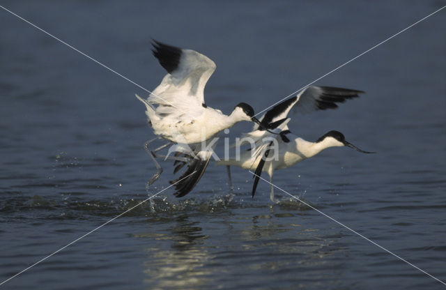 Pied Avocet (Recurvirostra avosetta)