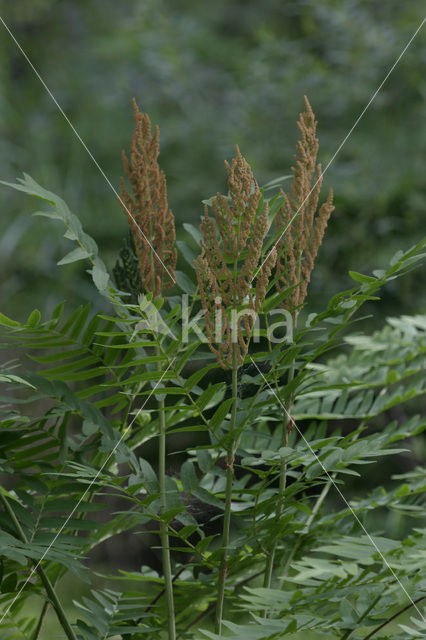 Koningsvaren (Osmunda regalis)