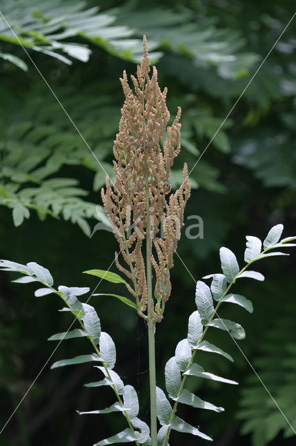 Koningsvaren (Osmunda regalis)