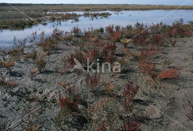 Kortarige zeekraal (Salicornia europaea)