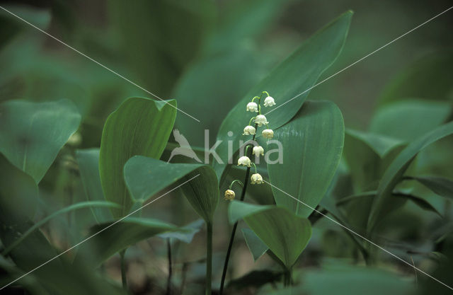 Lelietje-van-dalen (Convallaria majalis)