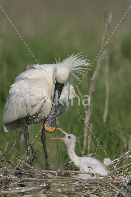 Eurasian Spoonbill (Platalea leucorodia)