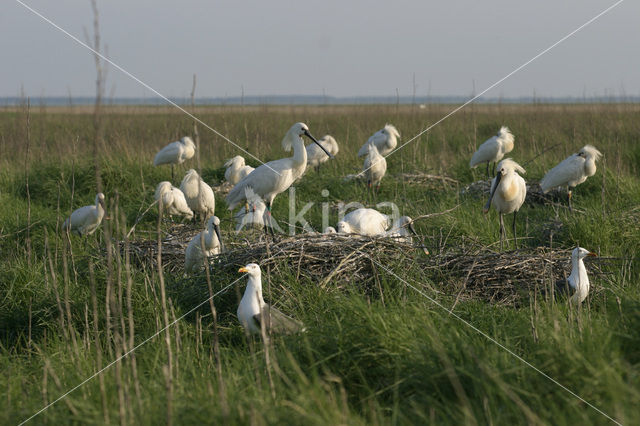 Lepelaar (Platalea leucorodia)