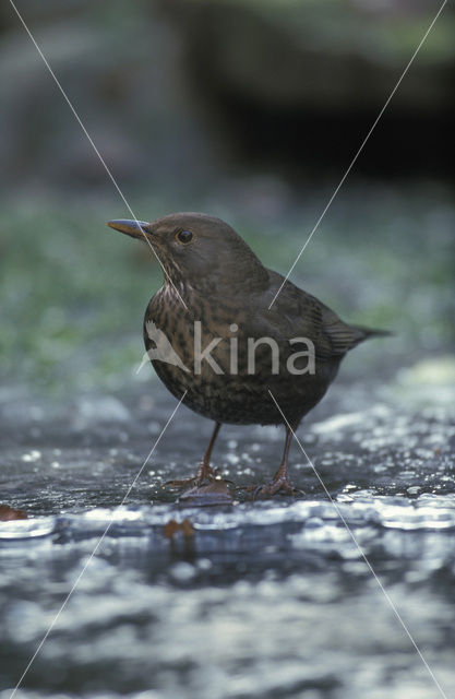 Merel (Turdus merula)