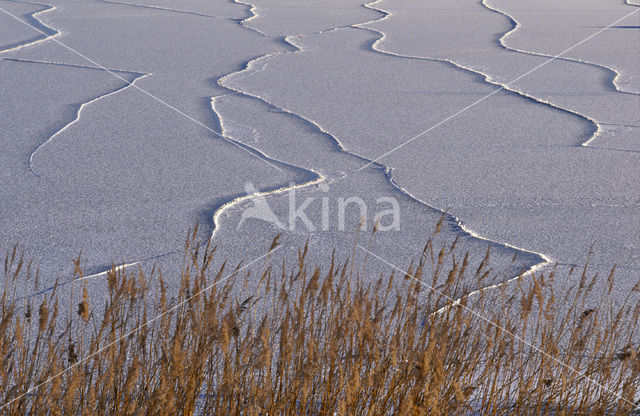 Riet (Phragmites australis)