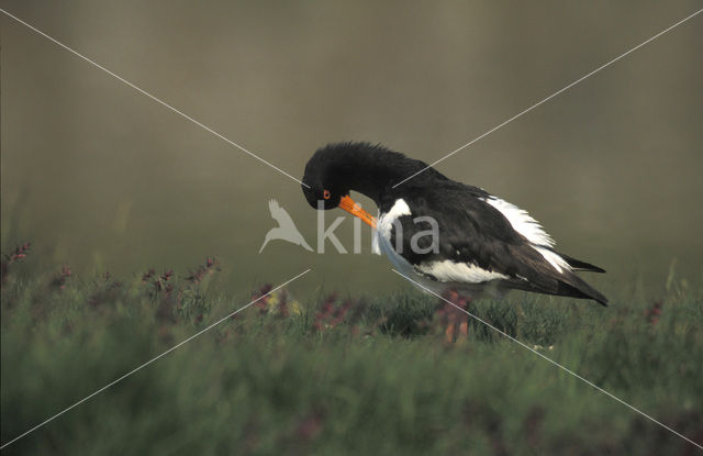 Scholekster (Haematopus ostralegus)