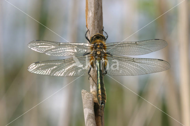 Smaragdlibel (Cordulia aenea)