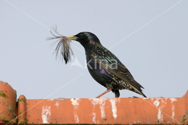 Spreeuw (Sturnus vulgaris)