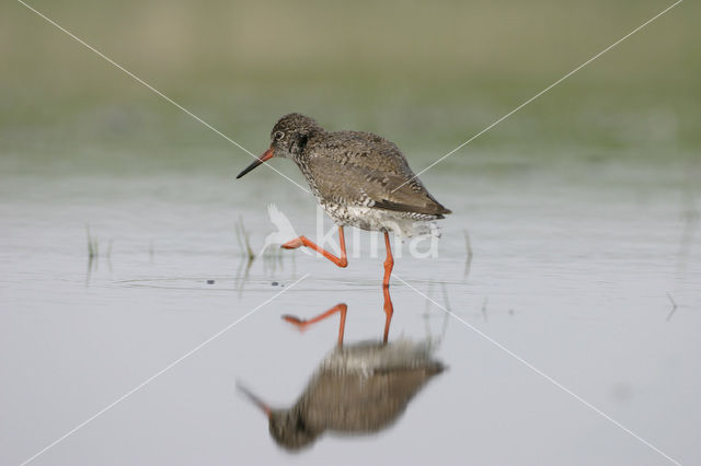 Common Redshank (Tringa totanus)