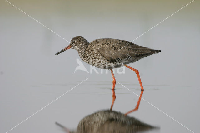 Common Redshank (Tringa totanus)