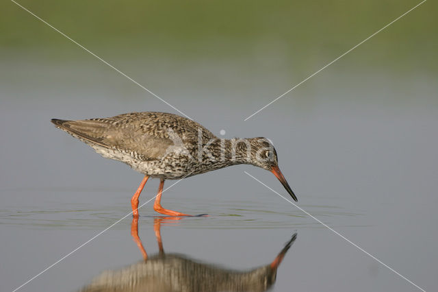 Common Redshank (Tringa totanus)