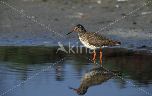 Tureluur (Tringa totanus)