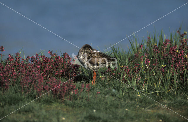 Common Redshank (Tringa totanus)