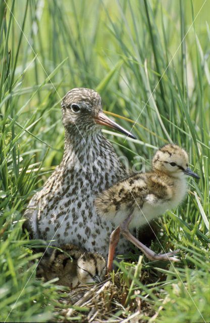 Tureluur (Tringa totanus)