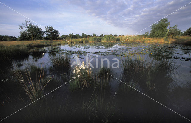 Veenpluis (Eriophorum angustifolium)