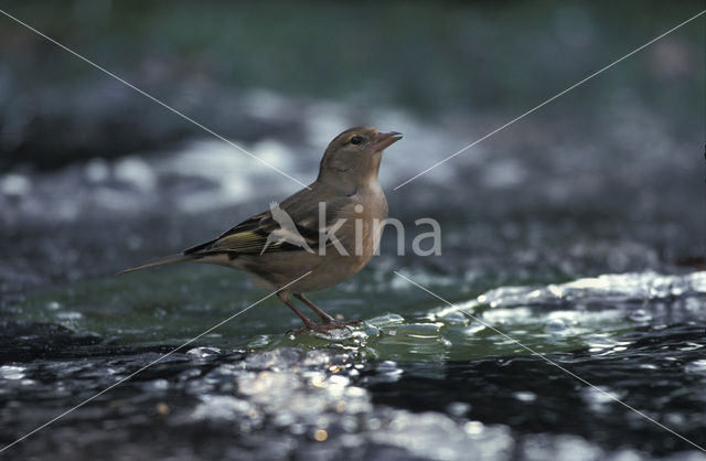 Vink (Fringilla coelebs)