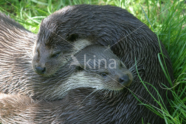 European Otter (Lutra lutra)