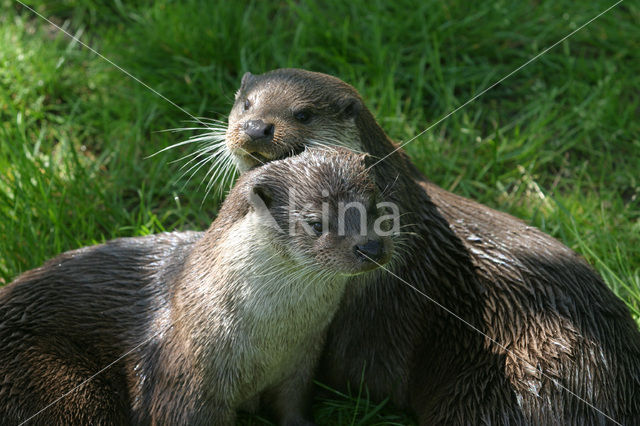 Visotter