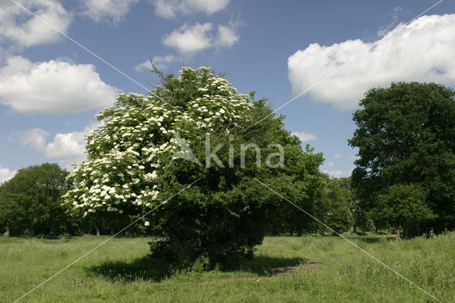 Vlier (Sambucus )