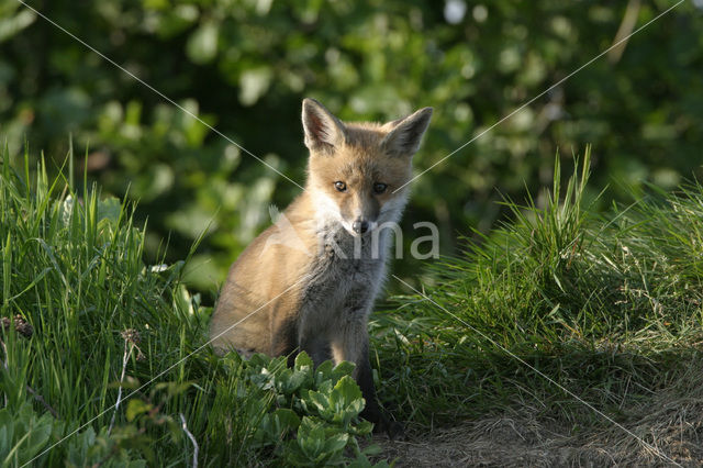 Vos (Vulpes vulpes)